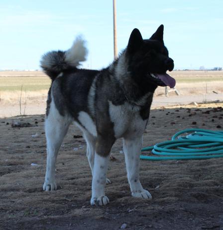 Akita Puppies | Akita Puppies For Sale