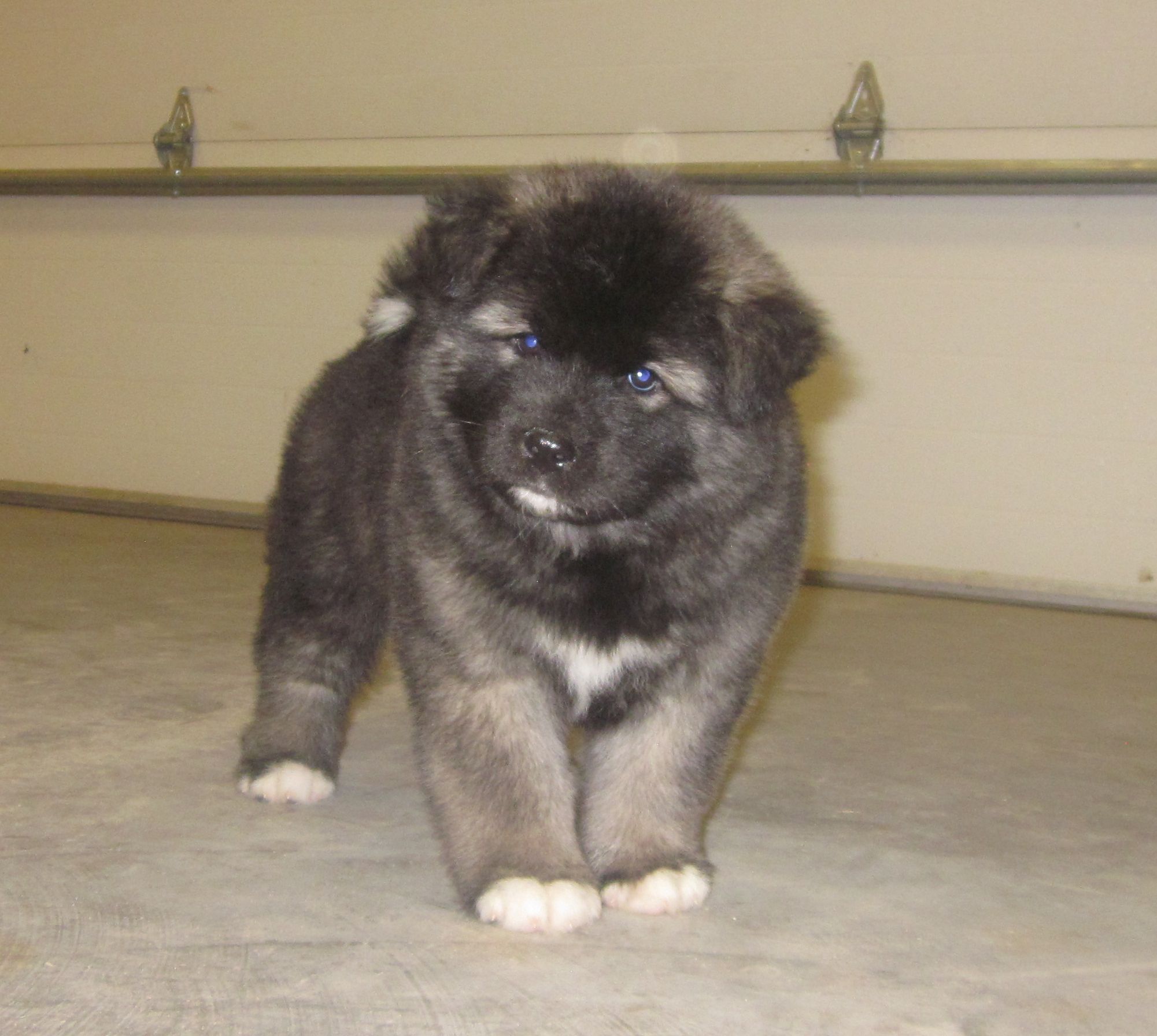 Akita Puppies | Akita Puppies For Sale