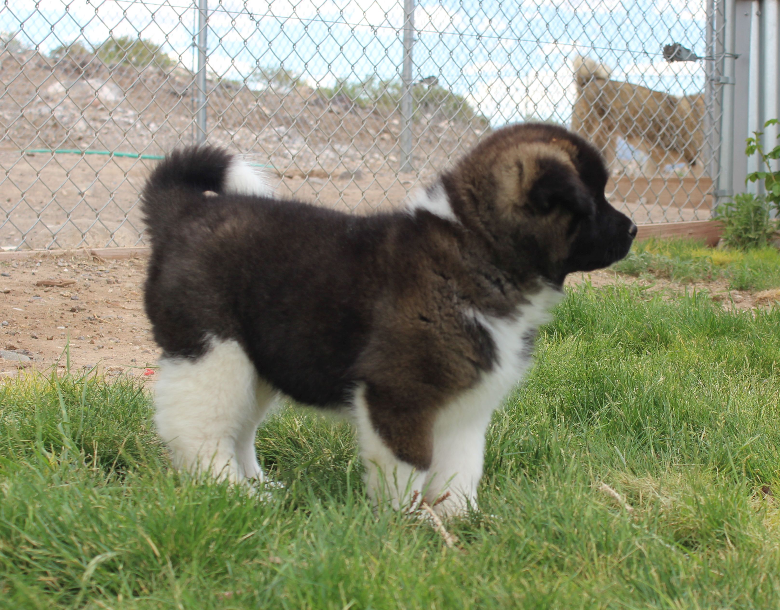 Akita Puppies | Akita Puppies For Sale