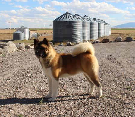 Bear akitas hot sale